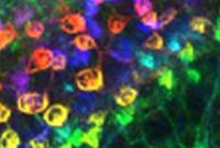 Morphologische Strukturanalyse