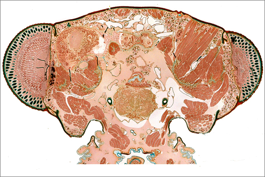 Kopf einer Köcherfliege Histologischer Schnitt durch den Kopf einer Köcherfliege