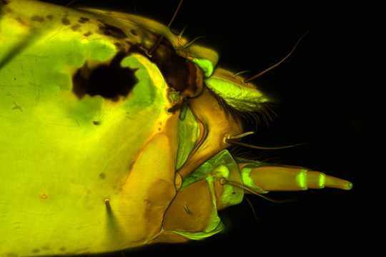 Rhyacophila Larve Kopf Seitenansicht des Kopfes einer Köcherfliegenlarve
