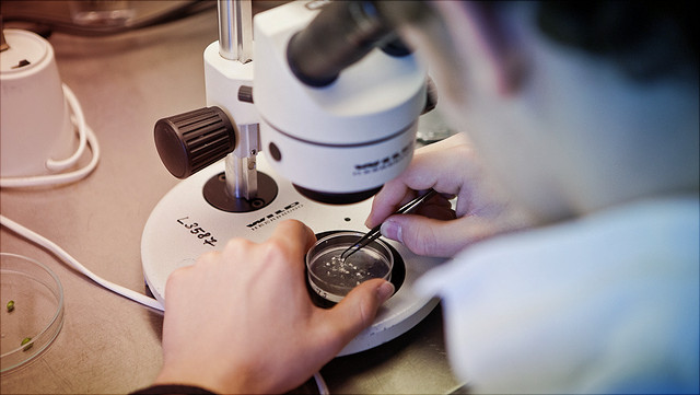 Student am Mikroskop