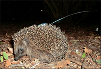 Igel