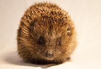 hedgehog