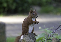Squirrel