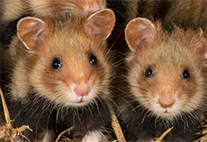 Hamster
