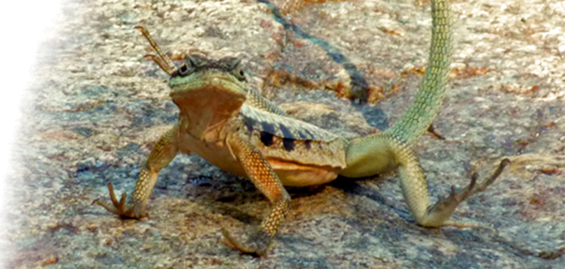 Oplurus