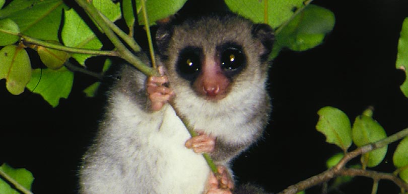 cheirogaleus medius