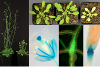 Forschungsübersicht