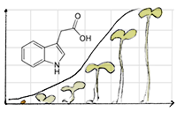 PD Dr. Hartwig Lüthen