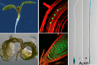 Forschungsübersicht
