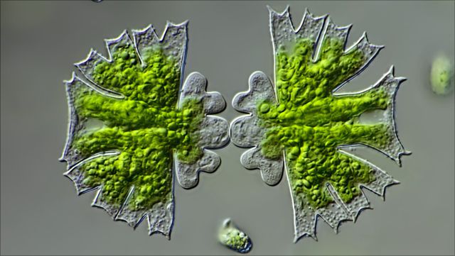 Algensammlung