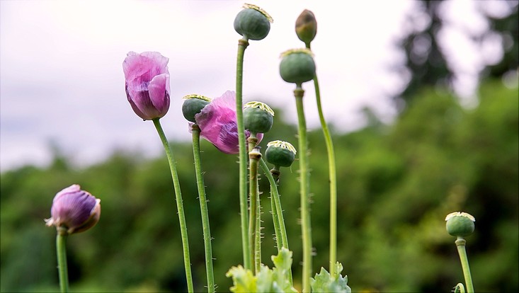 Schlafmohn Bild zur Sonderausstellung 2018
