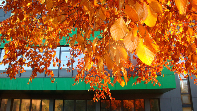 Leuchtende Herbstblätter vor dem Biozentrum Klein Flottbek
