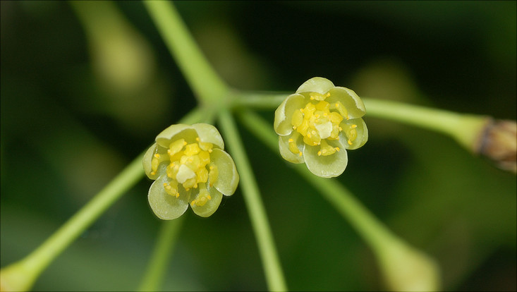 Blüte von Cinnamomum insularimontanum Bild einer Blüte von Cinnamomum insularimontanum