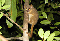 microcebus ganzhorni