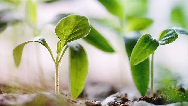 seed plant in green