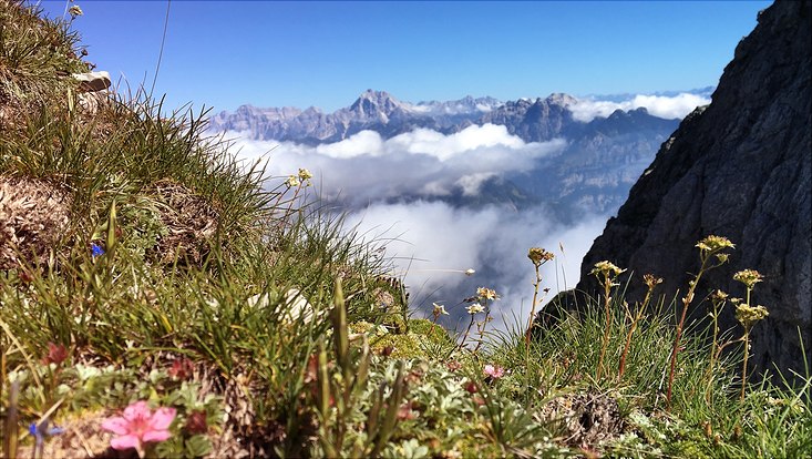 View through an alpine meadow towards snow topped mountains