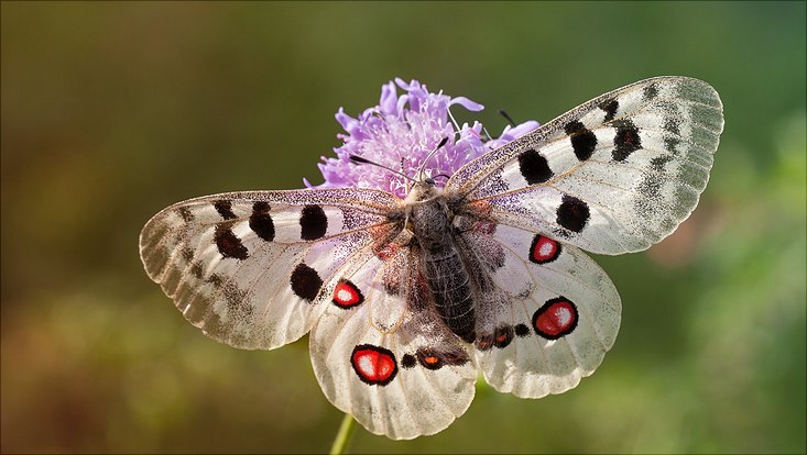 Apollo Butterfly (Parnassius apollo) resting on a field scabious.