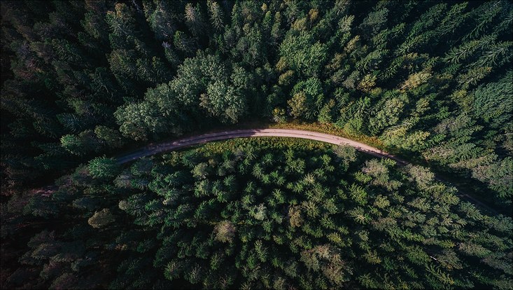 narrow road through a thick forest seen from above
