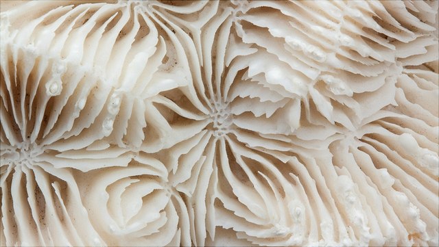 Foto von weißen Steinkorallen