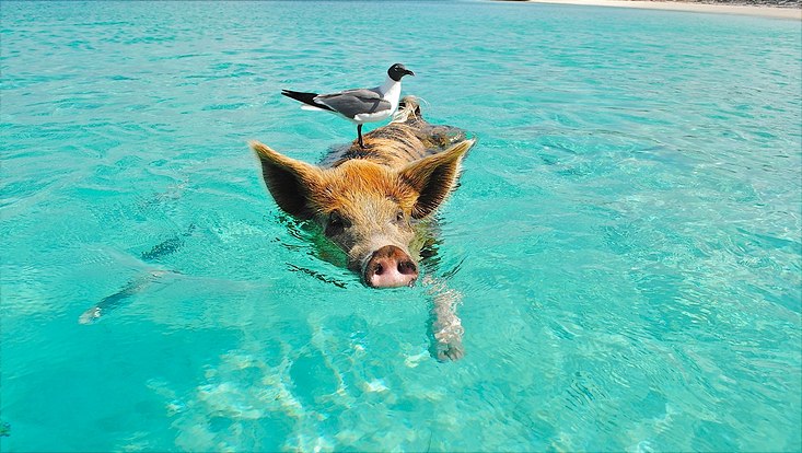Foto von einem Schwein im Wasser auf dem eine Möwe sitzt