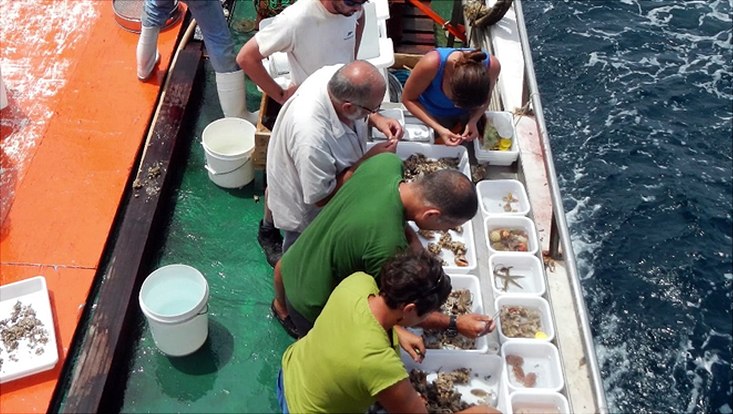 c-mnhn-paris-733x414 Forschende sortieren ihre Funde auf dem Forschungsschiff