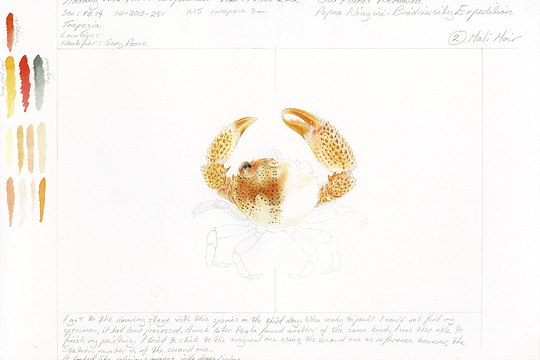 image002-540x360 Aquarell einer Krabbe Trapezia