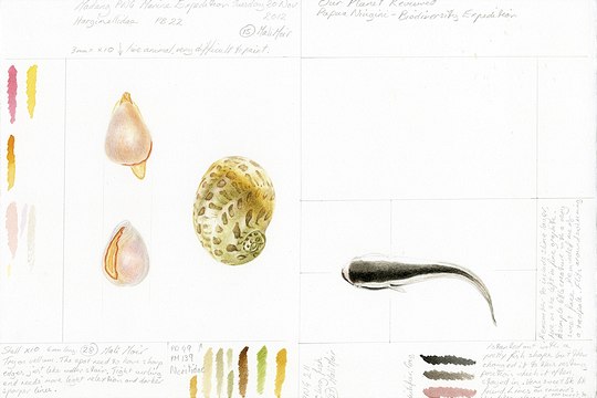 image010-540x360 Aquarell einer Schnecke und eines kleinen Fisches