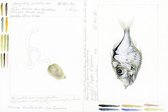 image029-540x360 Aquarell eines hachet fisches