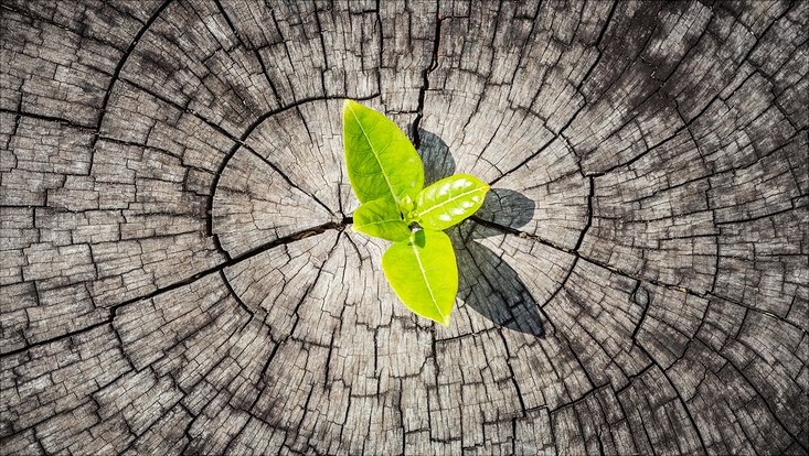 Sprießendes Blatt auf einem Baumstumpf