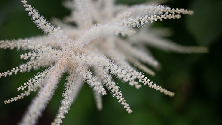Blüte in "Planten un Blomen"