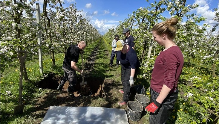 Arbeit in einer Bodengrube zwischen blühenden Obstbäumen