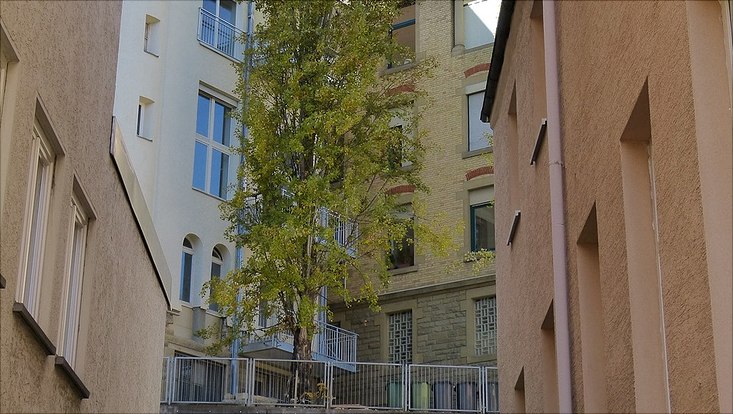 ein zugebauter Innenhof mit einem Baum in der Mitte