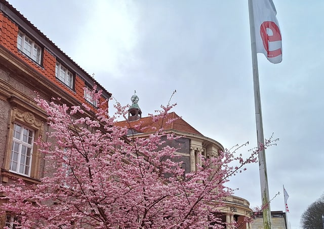 Blühender Kirschbaum mit Uni Hauptgebäude und Exzellenzflagge