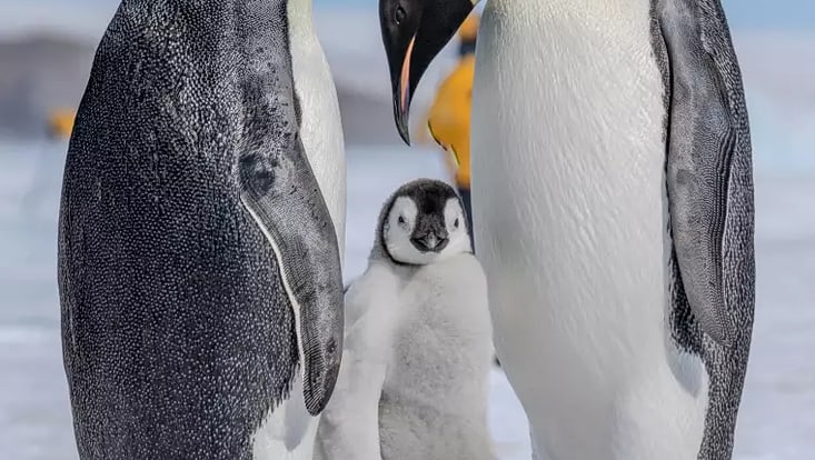 Zwei Pinguine stehen rechts und links von ihrem kleinen Nachwuchs. Der rechte Pinguin beugt sich zu dem Jungen herunter.