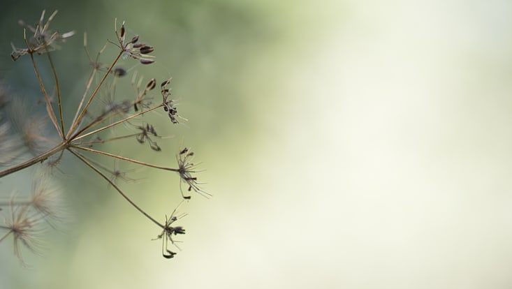 Blume, Symbol für Trauer
