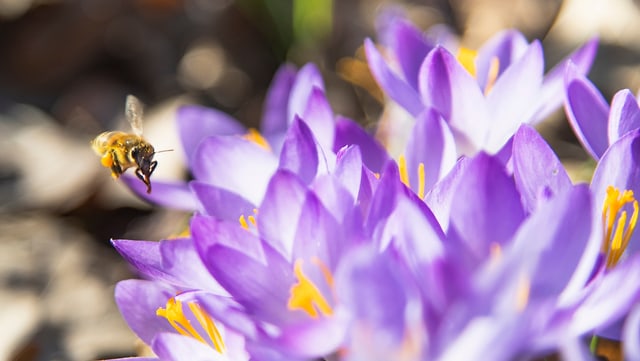 Biene auf lila Blüte