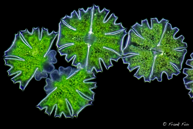 Mikroalgen unter dem Mikroskop