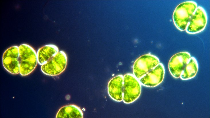 Mikroalge Cosmarium obtusatum