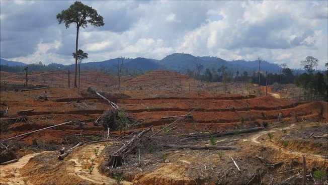 Ölpalmenplantage in Indonesien