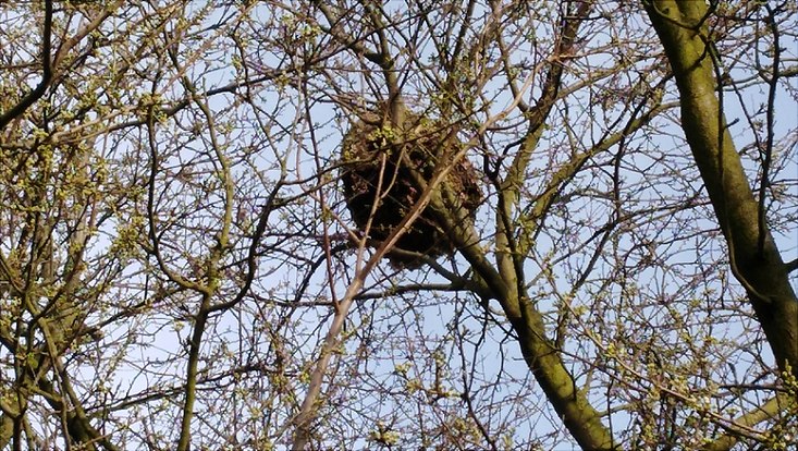 Nest der Asiatischen Hornisse in Hamburg