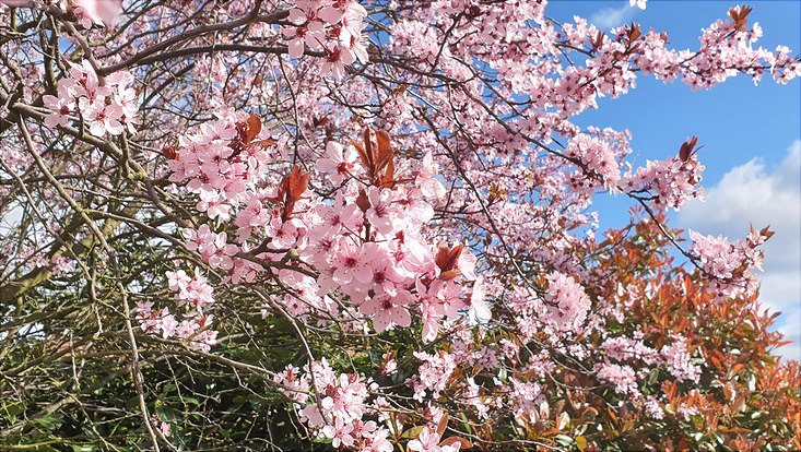 Blühender Kirschbaum vor blauem Himmel