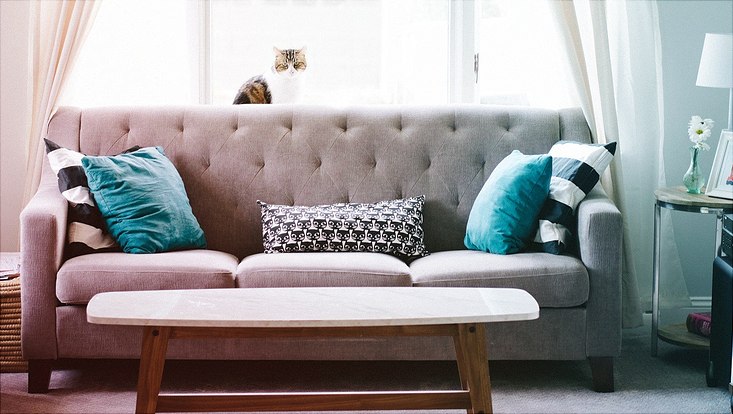 Katze im Wohnzimmer