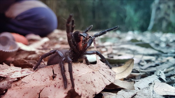 Giftigste Spinne Der Welt Biss - Die GIFTIGSTE Schlange der Welt beißt diesen Mann - Er lebt vorwiegend im südwesten und im nordosten des landes.