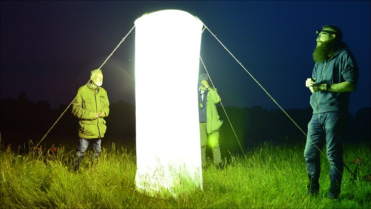 Beobachtung nachtaktiver Insekten im Schnaakenmoor