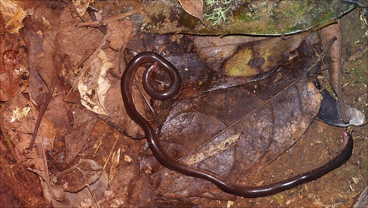 Neu entdeckte Wurmschlange "Madatyphlops eudelini"