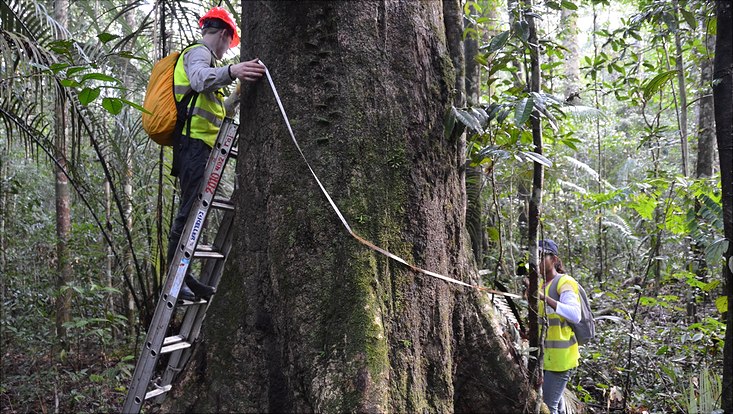 Regenwaldforschung der Universität Hamburg
