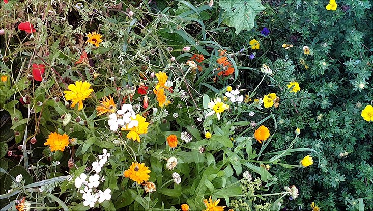 Bunte Sommerblumen