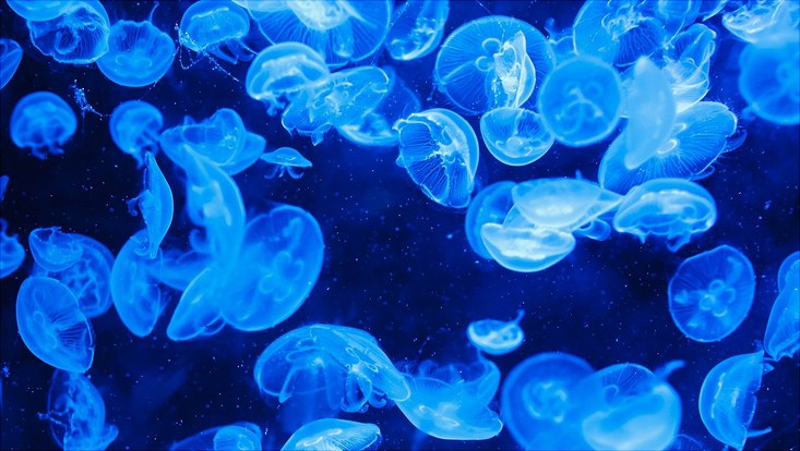 Unterwasseraufnahme von Quallen