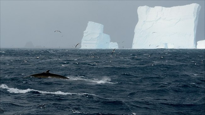A fin whale in in the Antarctic