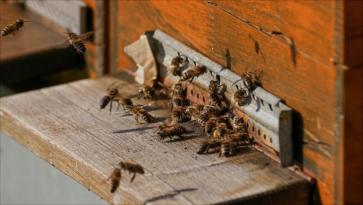 Bienen vor Bienenstock